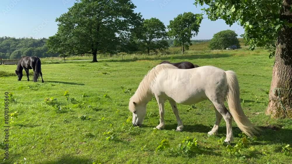 A white horse eats grass in a meadow in the rays of the setting summer sun. Silhouette against the background of trees, Young white horse eating grass from a field. Beautiful horse on a field A white horse eats grass in a meadow in the rays of the setting summer sun. Silhouette against the background of trees, Young white horse eating grass from a field. Beautiful horse on a field