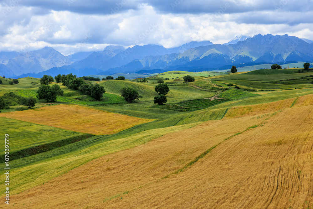 Yellow and green wheat fields natural landscape in summer. Farmland scenery on the mountain in Xinjiang, China. Yellow and green wheat fields natural landscape in summer. Farmland scenery on the mountain in Xinjiang, China.