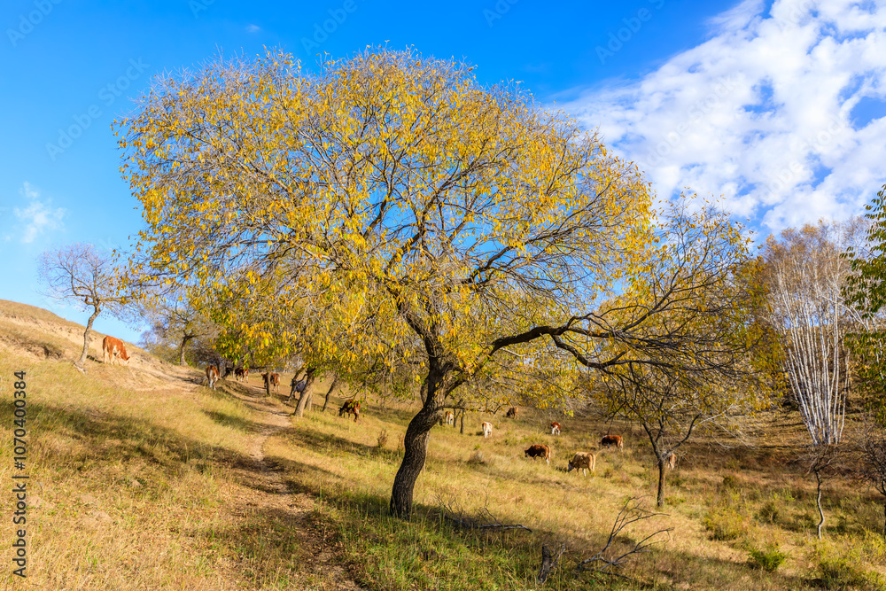 Yellow tree in autumn. Beautiful grassland pasture nature landscape in Inner Mongolia, China. Yellow tree in autumn. Beautiful grassland pasture nature landscape in Inner Mongolia, China.