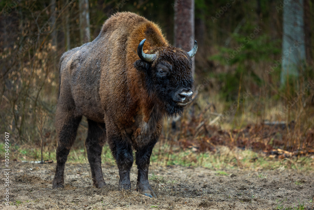 Fototapeta premium Bison - Bison bonasus. Portrait of a bison close up