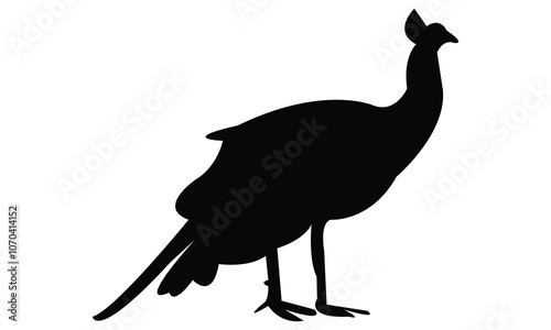 Peacock Silhouette And Vector Illustration. 