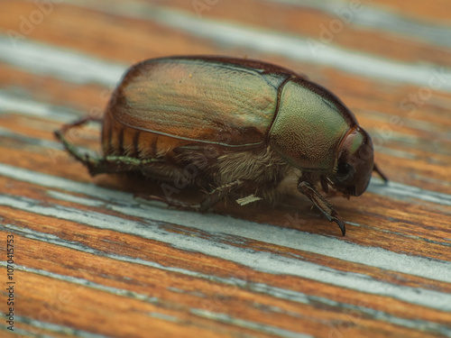 Scarab beetle on a wooden desk photo