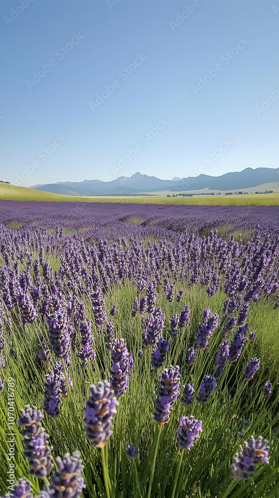 Naklejka premium Lavender field with mountain background.