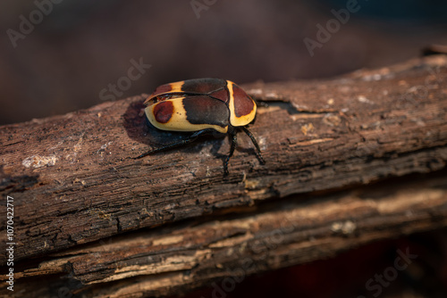 Goldilocks beetle on a branch.
 photo