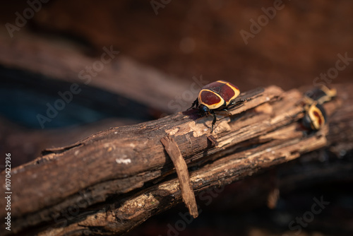 Goldilocks beetle on a branch.
 photo