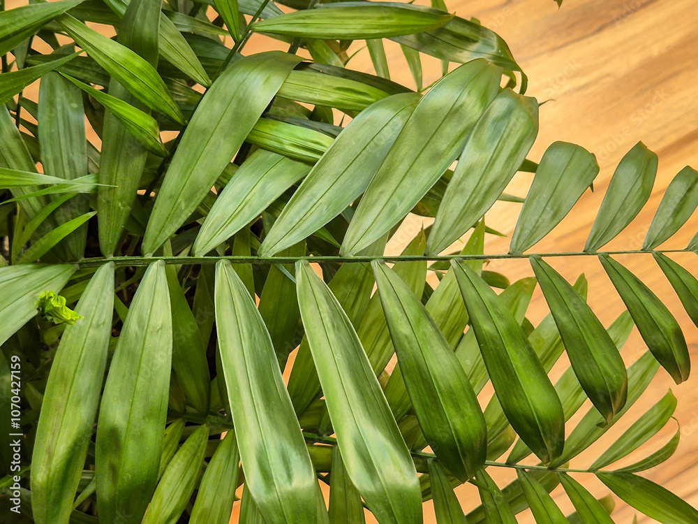 Fototapeta premium Green tropical leaves with a vibrant texture and rich color, creating a calming indoor atmosphere