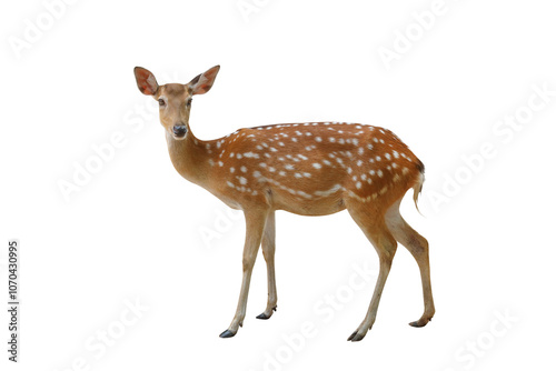 Fototapeta Naklejka Na Ścianę i Meble -  Spotted deer isolated on transparent background png file