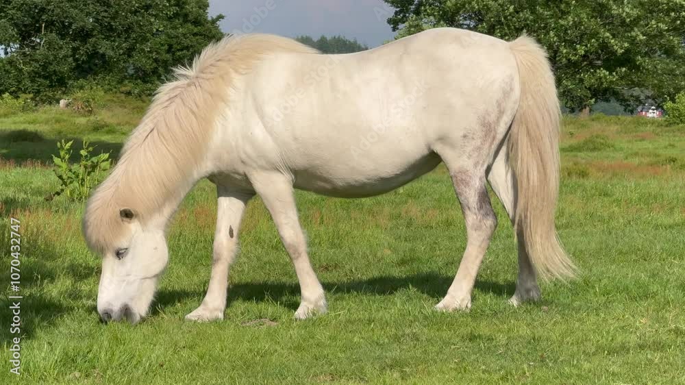 A white horse eats grass in a meadow in the rays of the setting summer sun. Silhouette against the background of trees, Young white horse eating grass from a field. Beautiful horse on a field A white horse eats grass in a meadow in the rays of the setting summer sun. Silhouette against the background of trees, Young white horse eating grass from a field. Beautiful horse on a field