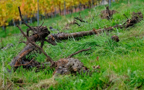 Weinstock ausgemustert photo