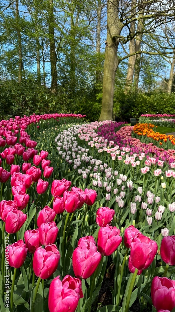 field of blooming tulips in the park