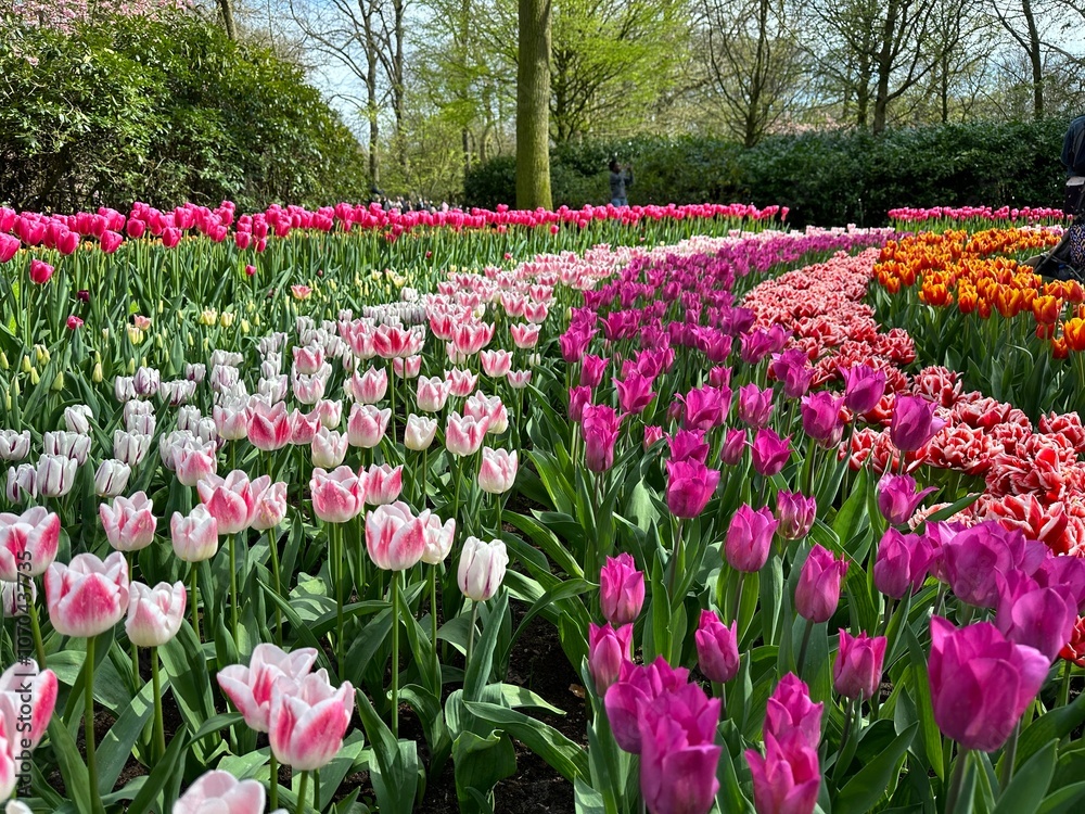 tulips in the park, Keukenhof, in the Netherlands tulips in the park, Keukenhof, in the Netherlands