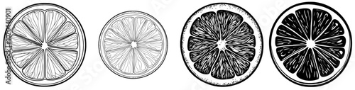 Modern citrus fruit illustration. Exotic plant botanical drawing. Hand-drawn illustration.