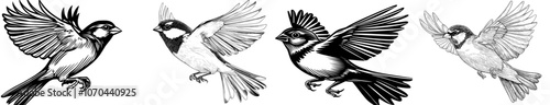 The Sparrow - High Quality Modern Logo - Modern illustration perfect for T-shirts