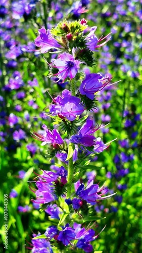 close up of lavender flowers