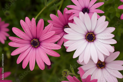 photographie en macrophotographie d'une fleur de marguerite bleu dans un jardin dans le sud de la france