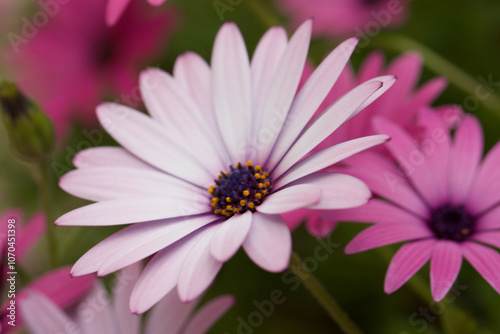 photographie en macrophotographie d'une fleur de marguerite bleu dans un jardin dans le sud de la france photo