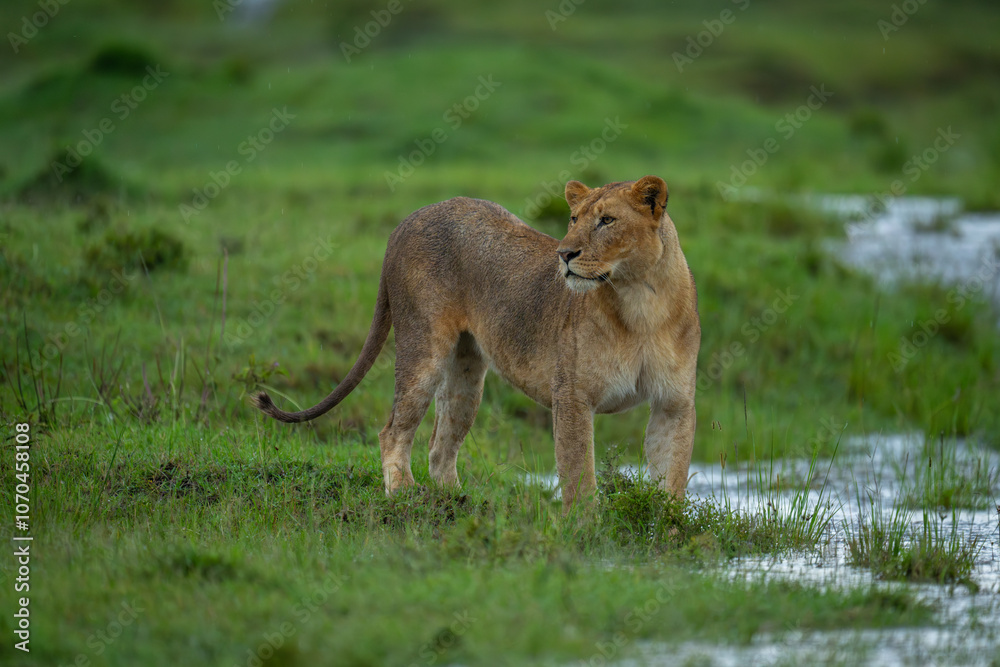 Fototapeta premium Lioness stands by water on flooded grassland