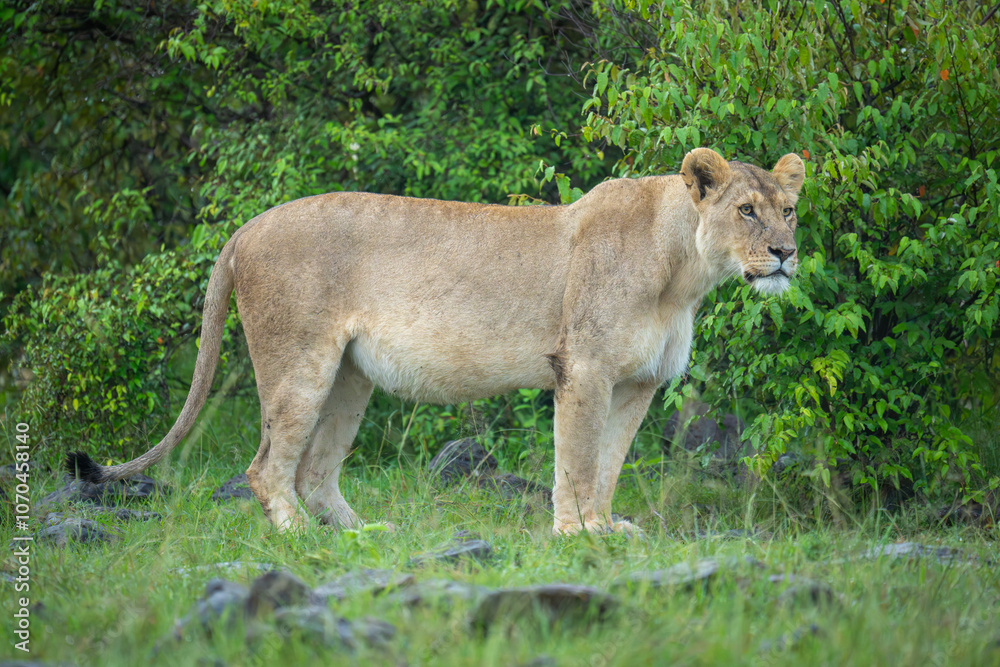 Lioness stands in rocky grassland watching camera