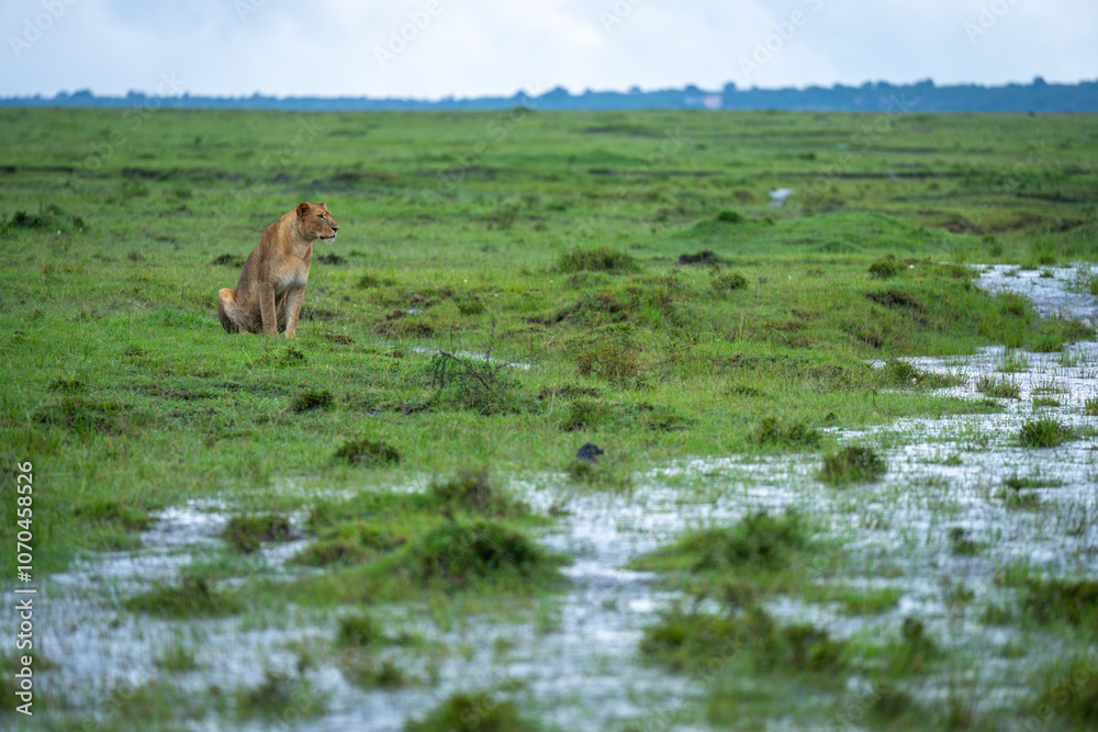 Lioness sits on short grass near puddles Lioness sits on short grass near puddles