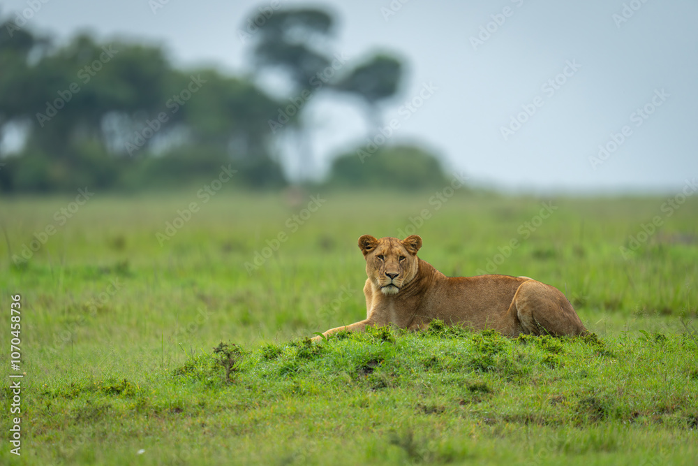 Lioness lies on grassy mound turning head Lioness lies on grassy mound turning head