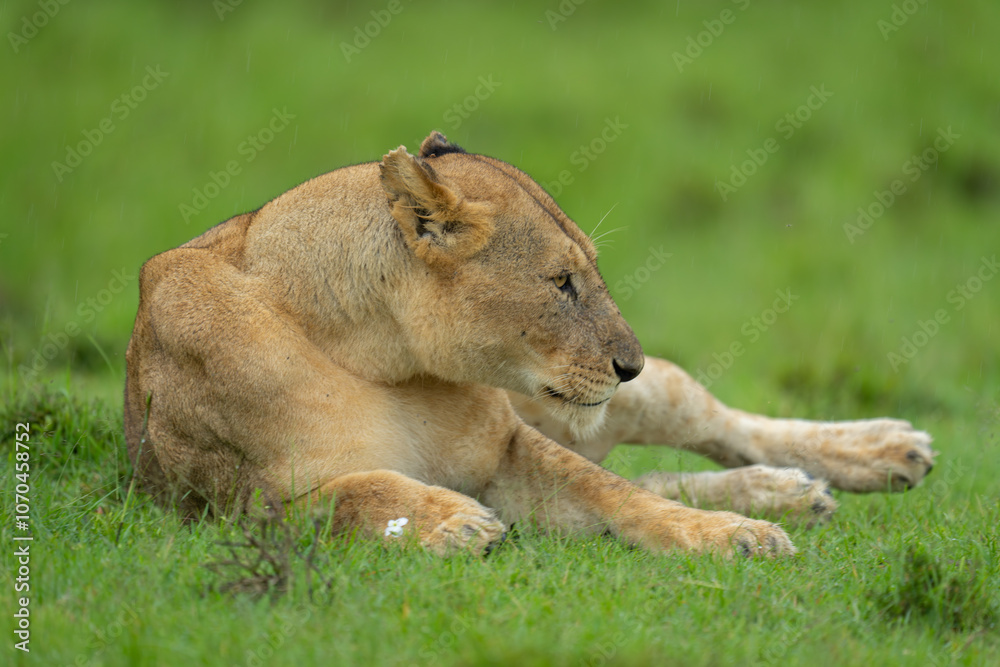 Fototapeta premium Lioness lies on short grass in rain