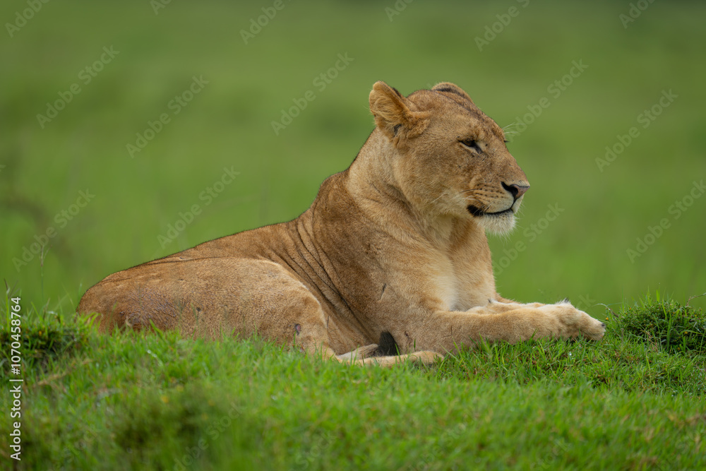 Lioness lies on grassy mound staring ahead Lioness lies on grassy mound staring ahead