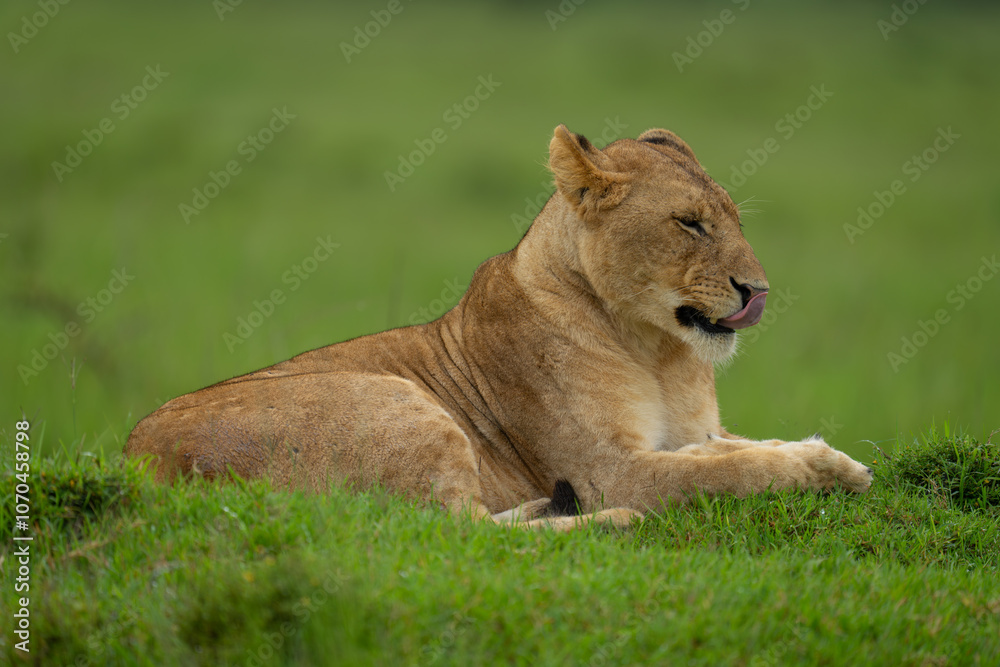 Lioness lies on grassy mound licking lips Lioness lies on grassy mound licking lips
