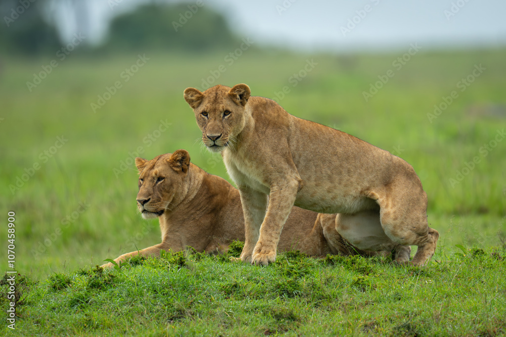 Obraz premium Lioness gets up beside another on mound