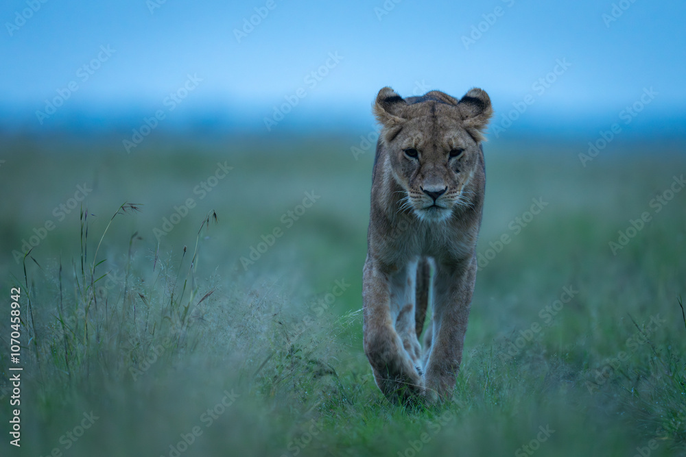 Lioness crossing grass towards camera lifting paw Lioness crossing grass towards camera lifting paw