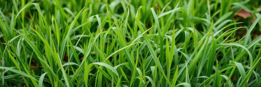 Fresh spring green grass with dew drops shining in the morning sun, landscape, plant Fresh spring green grass with dew drops shining in the morning sun, landscape, plant