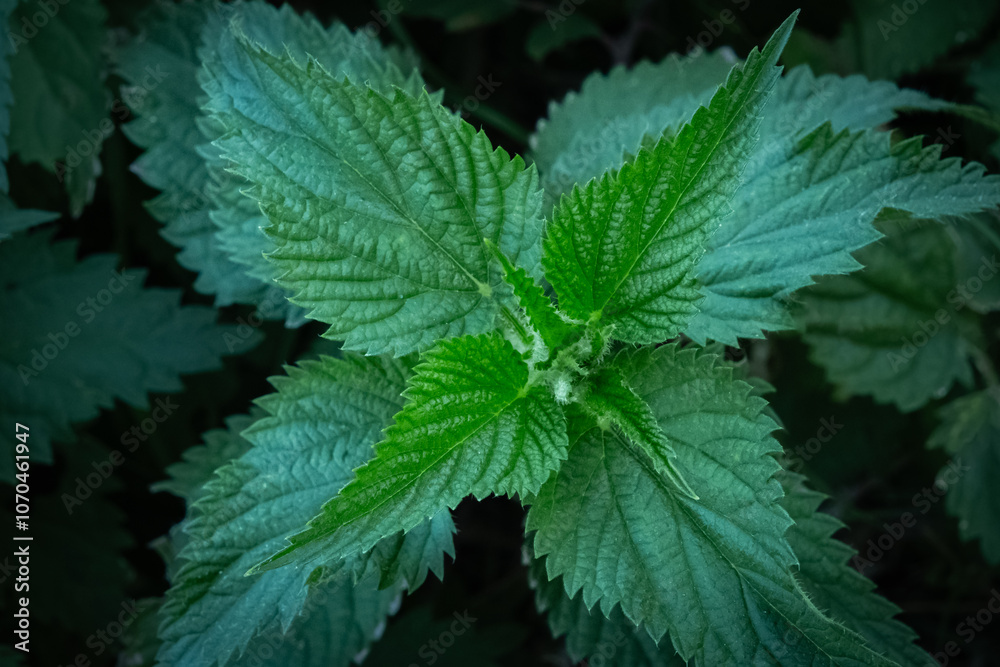 Bush of stinging-nettles. Nettle leaves. Top view. Botanical pattern. Greenery common nettle. Bush of stinging-nettles. Nettle leaves. Top view. Botanical pattern. Greenery common nettle.