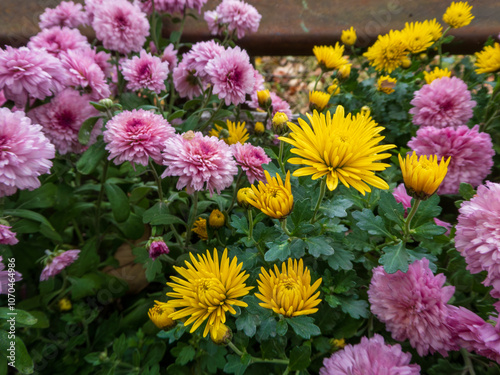 Vibrant Yellow and Pink Flowers in a Lush Garden Setting