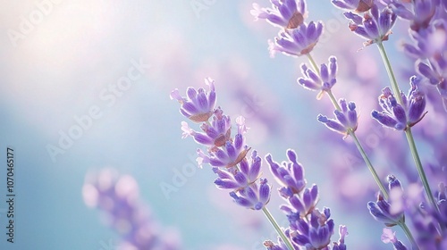 Delicate Lavender Blooms with Soft Background Light