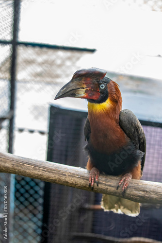 The Southern rufous hornbill (Buceros mindanensis), is a large species of hornbill endemic to the Philippines. Its described as a large bird with a dark body, rufous legs, chest and neck photo