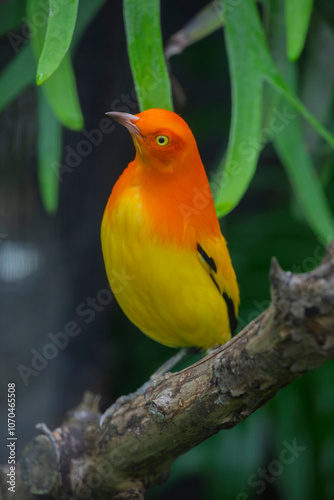 The Flame Bowerbird (Sericulus ardens) is a vibrant bird species native to the rainforests of New Guinea. Males are known for their striking fiery orange plumage and intricate courtship displays photo