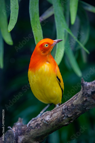 The Flame Bowerbird (Sericulus ardens) is a vibrant bird species native to the rainforests of New Guinea. Males are known for their striking fiery orange plumage and intricate courtship displays photo