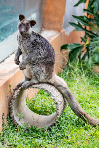 The Grizzled Tree-Kangaroo (Dendrolagus inustus) is a tree-dwelling marsupial found in the rainforests of New Guinea and nearby islands. It has a distinctive grizzled or speckled fur pattern photo