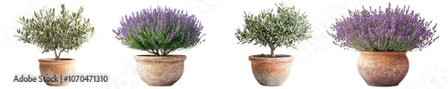 Wallpaper Mural Lavender plants in terracotta pots, showcasing vibrant purple flowers and lush green foliage, perfect for gardens or home decor Torontodigital.ca