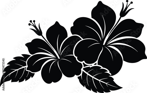 Black hibiscus flowers vector on transparent background photo