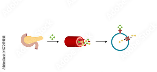Insulin mechanism of action, regulates glucose metabolism and glucose blood level. Insulin is the key that unlocks glucose channel. Insulin resistance. Vector illustration.