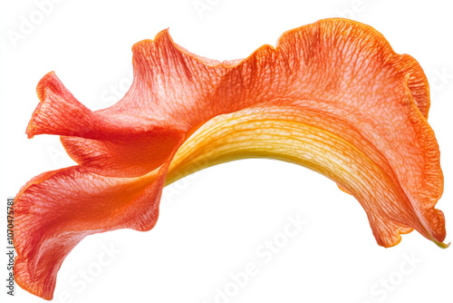 A close-up of a daffodils trumpetisolated white background