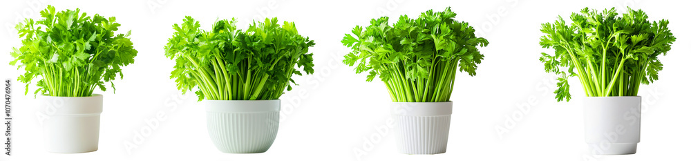 Fresh green parsley plants in white pots, showcasing vibrant foliage and healthy growth. Perfect for culinary use or home decoration Fresh green parsley plants in white pots, showcasing vibrant foliage and healthy growth. Perfect for culinary use or home decoration