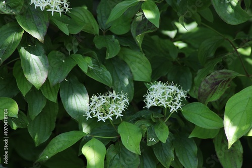 Fleur de Cornouiller sanguin photo