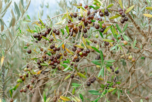 La leccino est l'une des principales variétés d'olive cultivées en Toscane