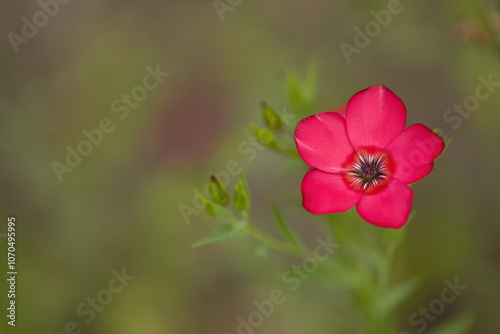 Close-up of red linseed, red flax with green background, pollen pistil of a Linum grandiflorum flower, beautiful scarlet flower, magenta flowers