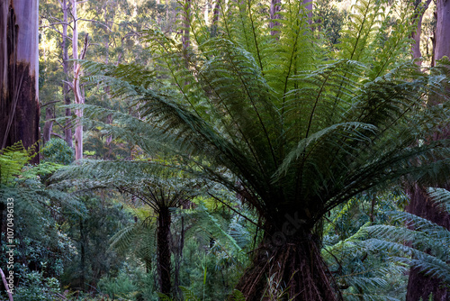 landscape background shot of flora and fauna in forest