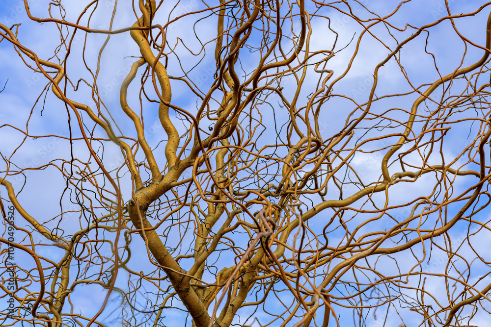 Tangle of twisting bare branches against blue sky. Salix matsudana. Corkscrew willow (Curly W, Pekin W, Hankow W, Twisted W). Tangle of twisting bare branches against blue sky. Salix matsudana. Corkscrew willow (Curly W, Pekin W, Hankow W, Twisted W).