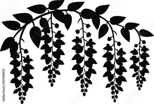 Black wisteria black flowers vector illustration on transparent background