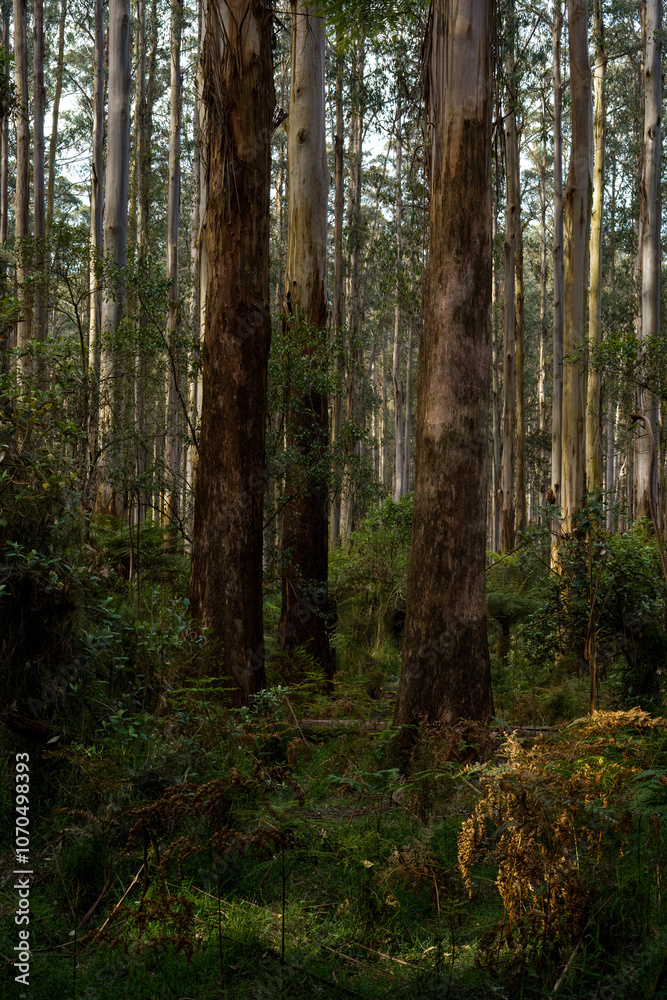 landscape background shot of flora and fauna in forest landscape background shot of flora and fauna in forest