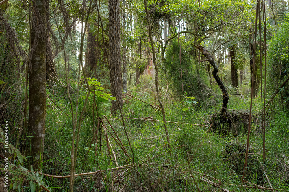 landscape background shot of flora and fauna in forest landscape background shot of flora and fauna in forest